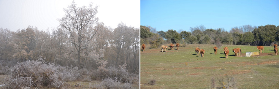 CORREOS and the Asociación Forestal de Soria link up for recovering the green area La Dehesa de La Ventosa de Fuentepinilla