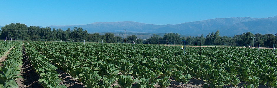 CETARSA closes the hiring of 22,059 tons of tobacco corresponding to the 2019 harvest