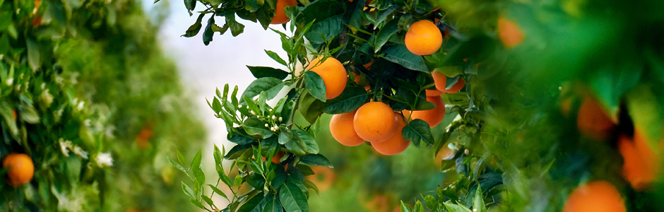 The Government grants 40 M€ in aid for financing the citrus growing industry through SAECA 