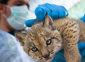Profesional sanitario atiende a una cría de lince ibérico.
