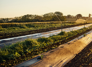 Tierras de cultivo.