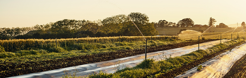 SAECA and Unicaja Banco renew their collaboration, with the signing of an agreement for promoting the farming industry 