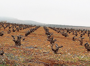 Viñedos en Valdepeñas (Ciudad Real)