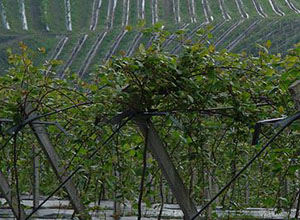 Árboles en antiguos terrenos mineros restaurados por HUNOSA.