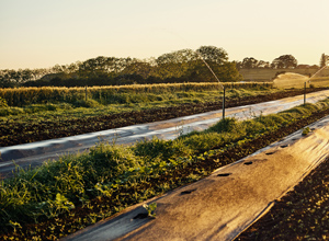 Campo de cultivo agrícola.