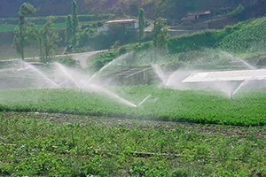 Campo de cultivo con riego.