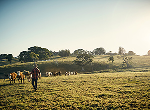Vacas en el campo.