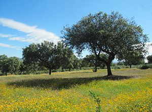 Paisaje con árboles