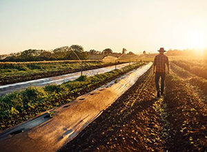 Campo de cultivo agrícola.