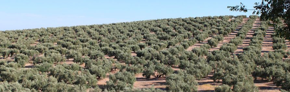 La compra de tierras por jóvenes agricultores, principal destino de la línea de inversión y circulante de SAECA en 2022