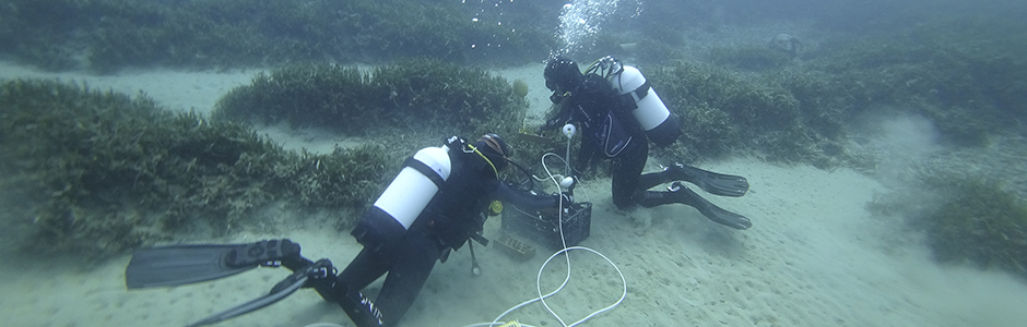 Grupo TRAGSA takes part in the planting of the first specimens of Posidonia oceanica in the Mazarrón Bay (Murcia)