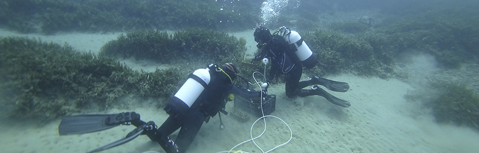 El Grupo TRAGSA participa en la plantación de las primeras plantas de Posidonia oceanica en la Bahía de Mazarrón (Murcia)