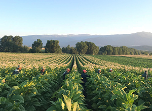 Campo de cultivo de tabaco.