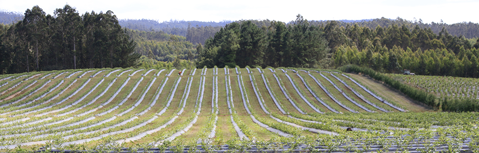 El Ministerio de Agricultura convoca la línea extraordinaria de ayudas de acceso a la financiación por 100 millones para afectados por las borrascas